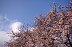 青空と桜　その2