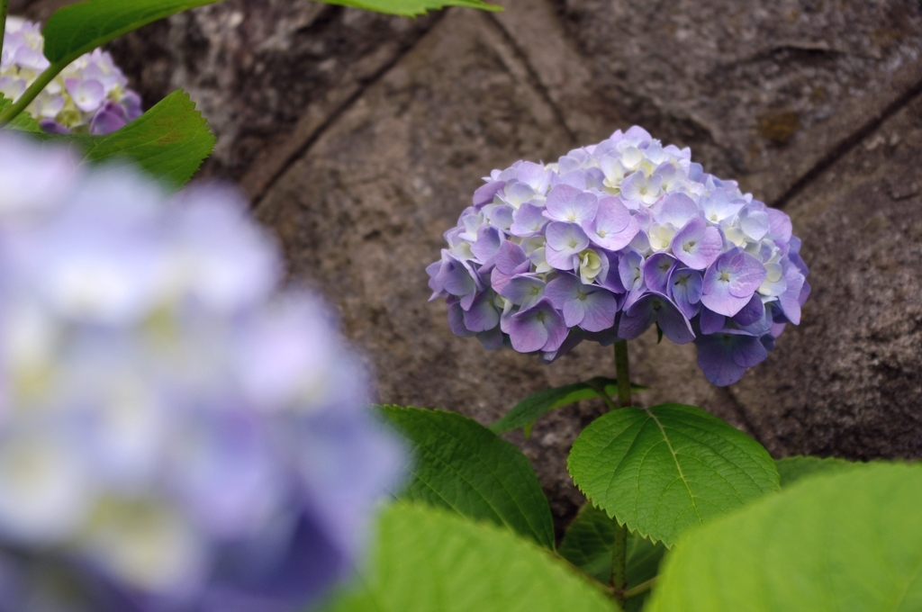 紫陽花　その3