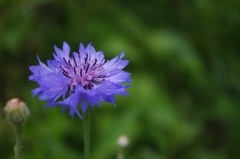 青紫の花。