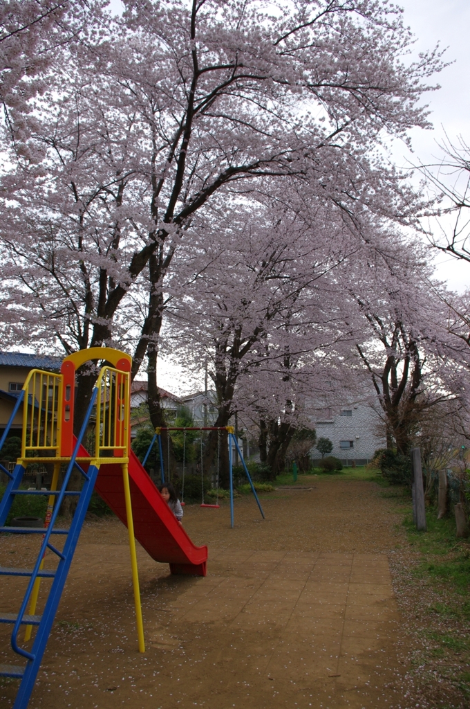 桜舞い散る公園