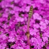 芝桜と土筆
