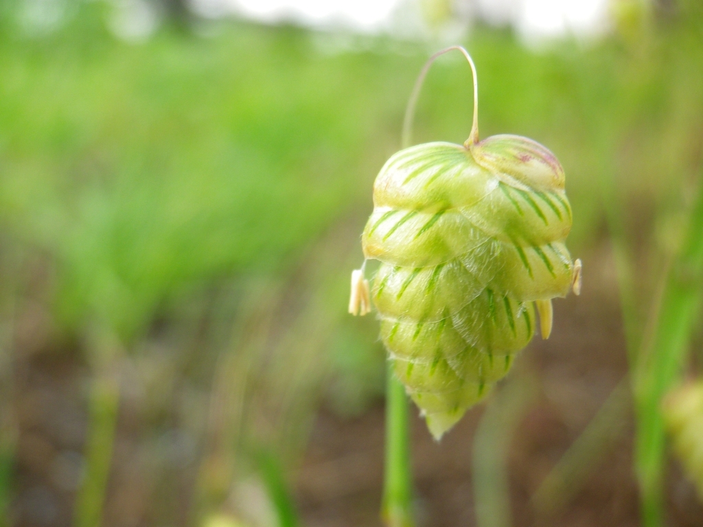 小判草