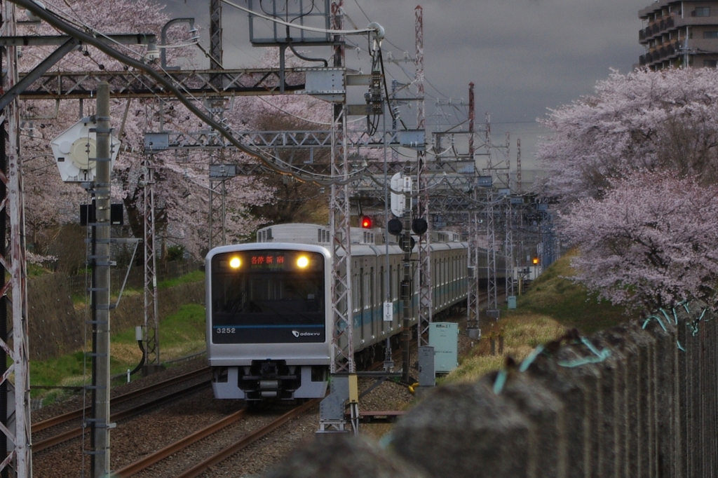 小田急線と桜