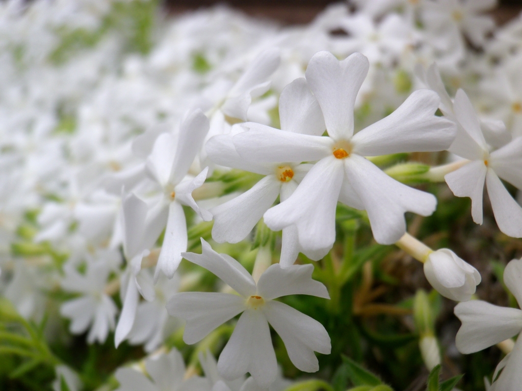 白い芝桜