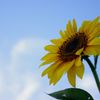 晩夏のひまわり