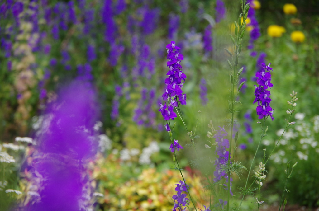 紫の花