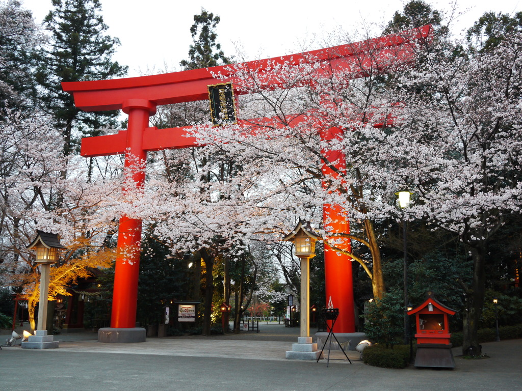 桜