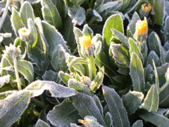 冬の花
