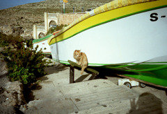 マルタ島の猫