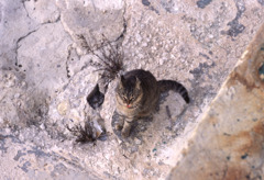 マルタ島の猫