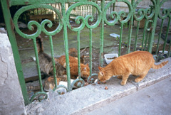 マルタ島の猫