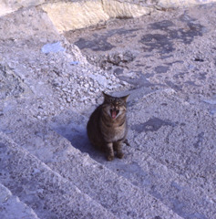 マルタ島の猫