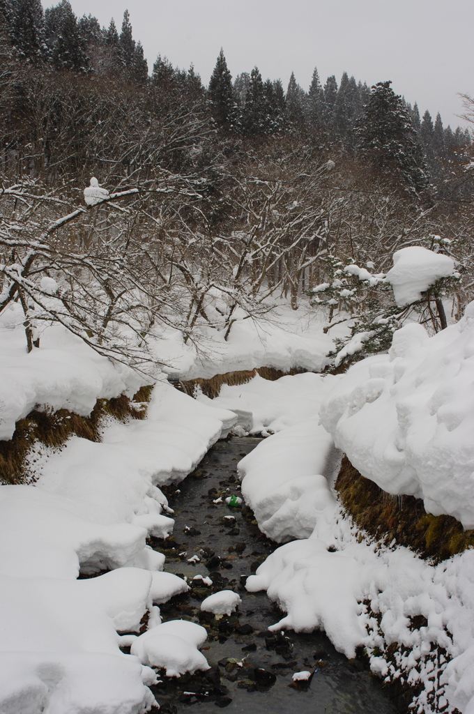 寒雪林川