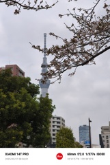 三分咲き