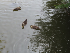猛暑のアンデルセン公園