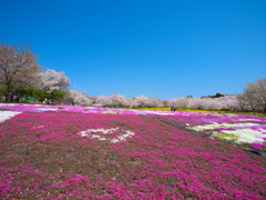 赤城山南面千本桜