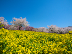 菜の花と桜と青空のコラボレーション