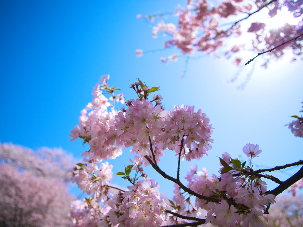 赤城山南面千本桜