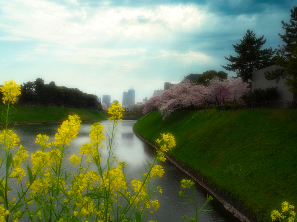 千鳥ヶ淵