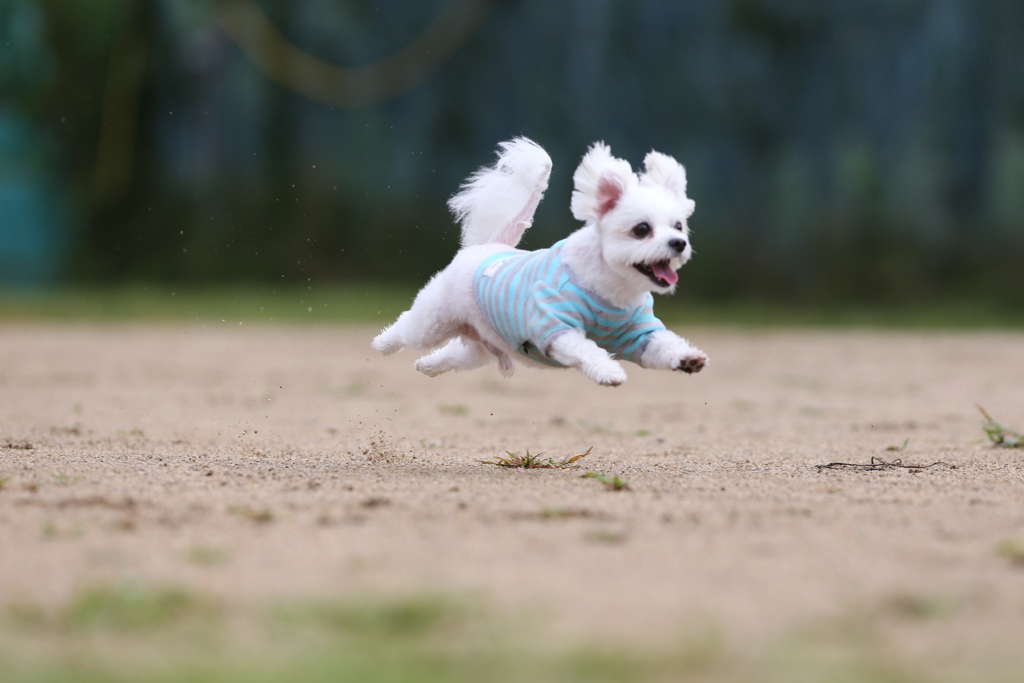 フライング犬#2