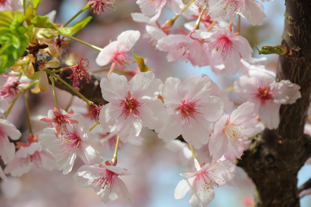 もう、桜
