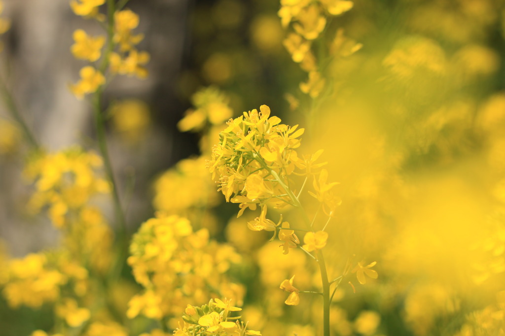 菜の花