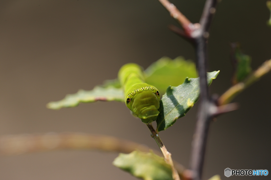 注意・アゲハ幼虫