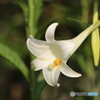 季節の花