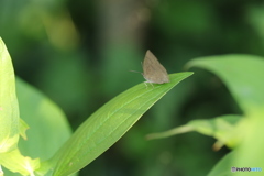 ムラサキだった・・