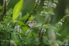 翅ウラ