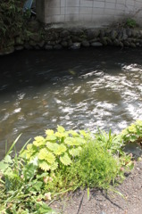 春の堰（せき）にて