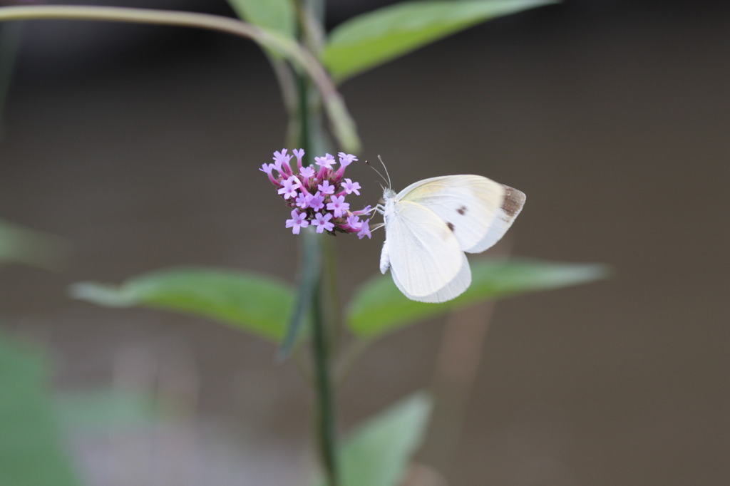 この花が好きなの？