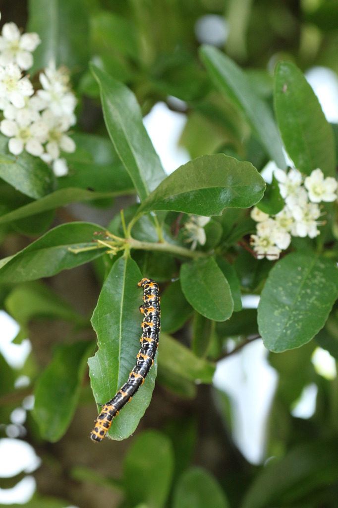 この毛虫の名前、御存じですか？（気持が悪い毛虫）