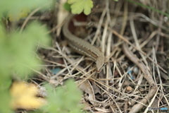 カナヘビ閲覧注意②