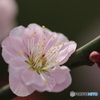 季節の花