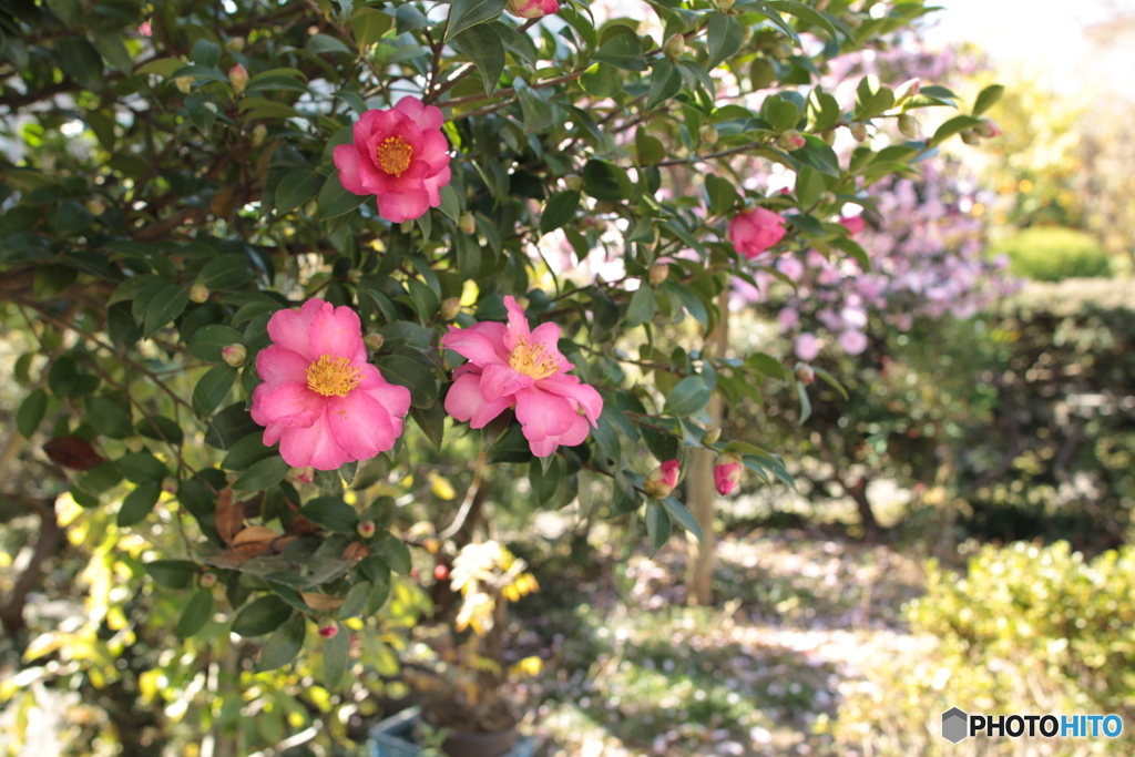 庭の花たち