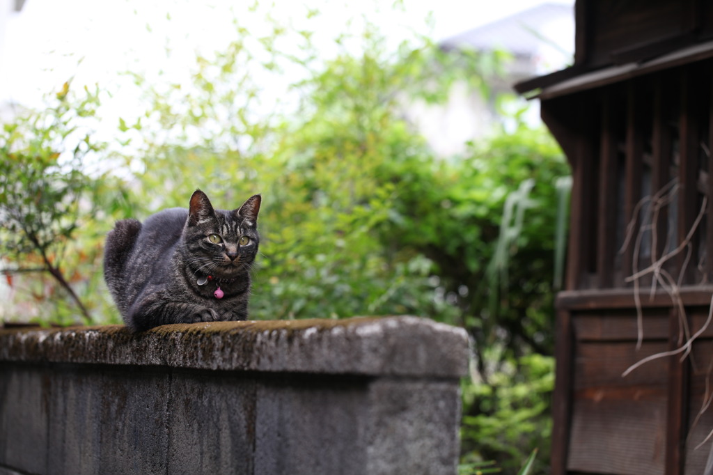 ハイ、撮りますよ(^_^;)