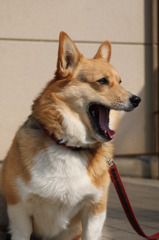 あくび
