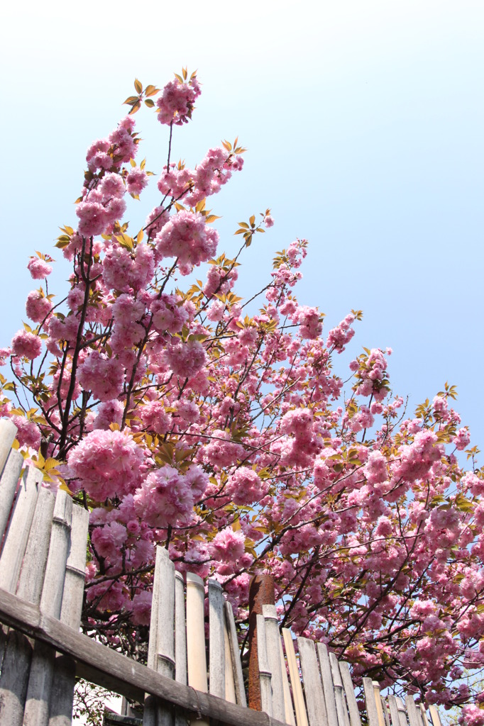 ヘイ越しの桃の花