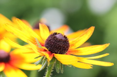 ルドベキアの花