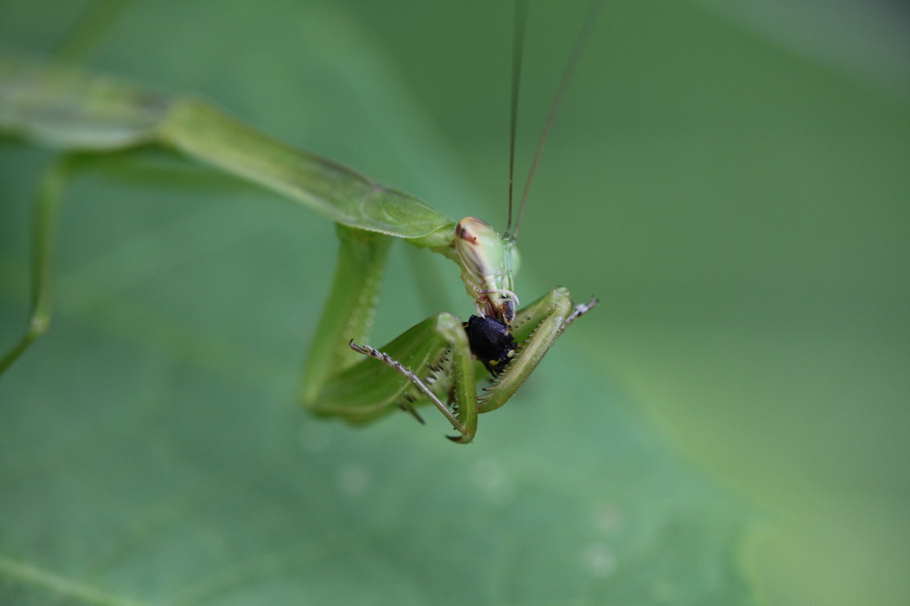 怖いカマキリ3