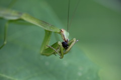 怖いカマキリ3