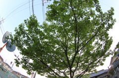 木の下から空を覗いてみたら