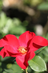 赤いバラ  1