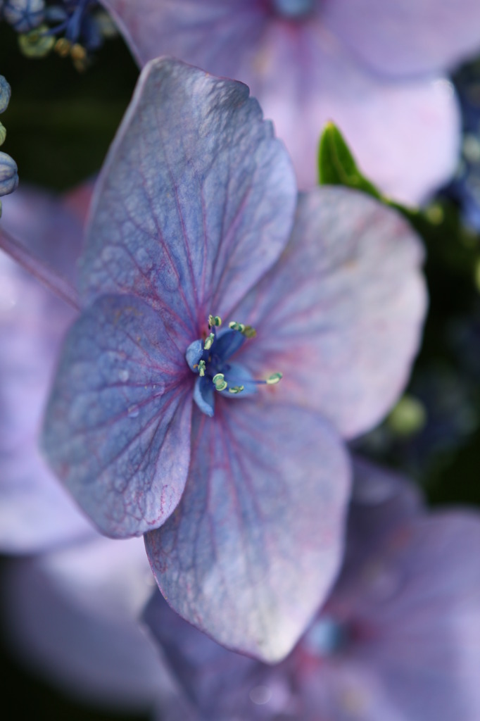 紫陽花のポートレート　4