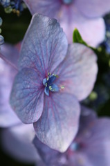 紫陽花のポートレート　4