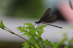 通称 1