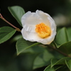 夏の微笑み