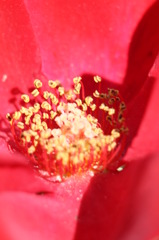 赤いバラ　4