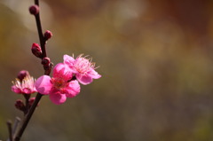 早春の輝き（＾ー＾）